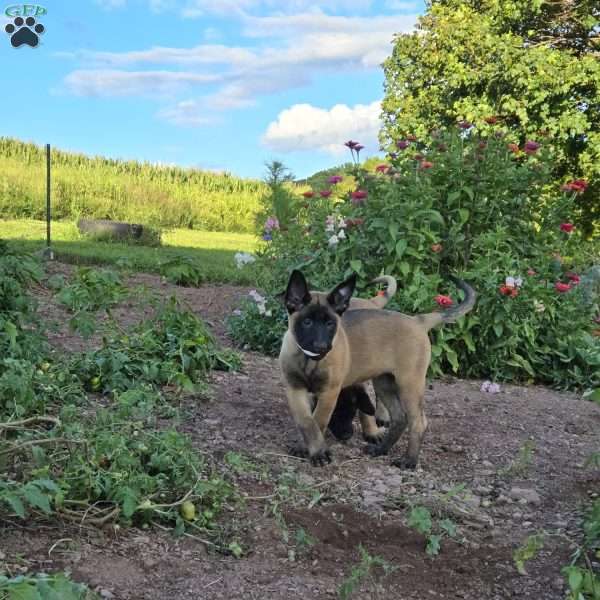 Stormi, Belgian Malinois Puppy