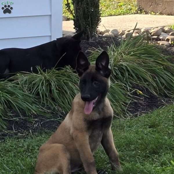 Oakley, Belgian Malinois Puppy