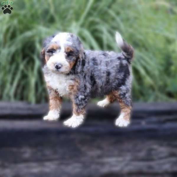 Dorothy, Mini Bernedoodle Puppy