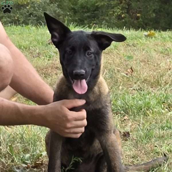 Ari, Belgian Malinois Puppy