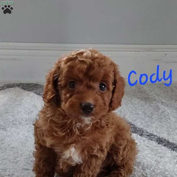 Cody, Cavapoo Puppy