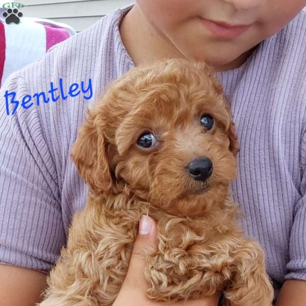 Bentley, Cavapoo Puppy