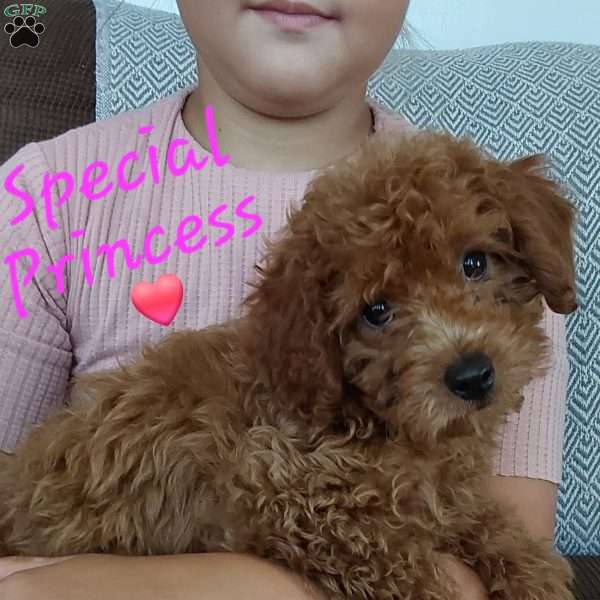 Princess, Cavapoo Puppy