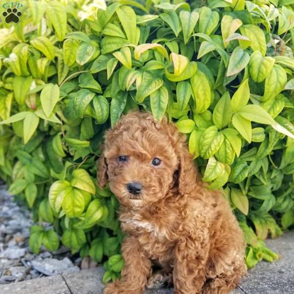 Sawyer, Miniature Poodle Puppy