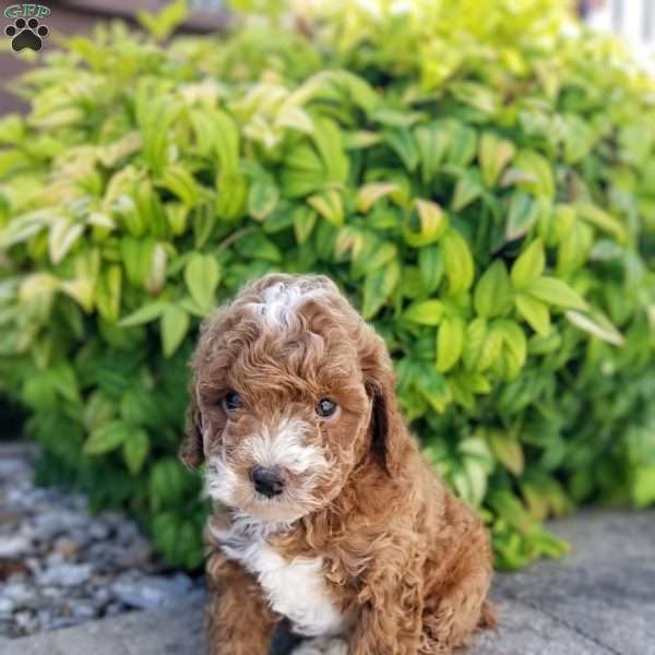 Stetson, Miniature Poodle Puppy