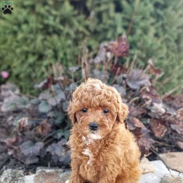 Shadow, Miniature Poodle Puppy