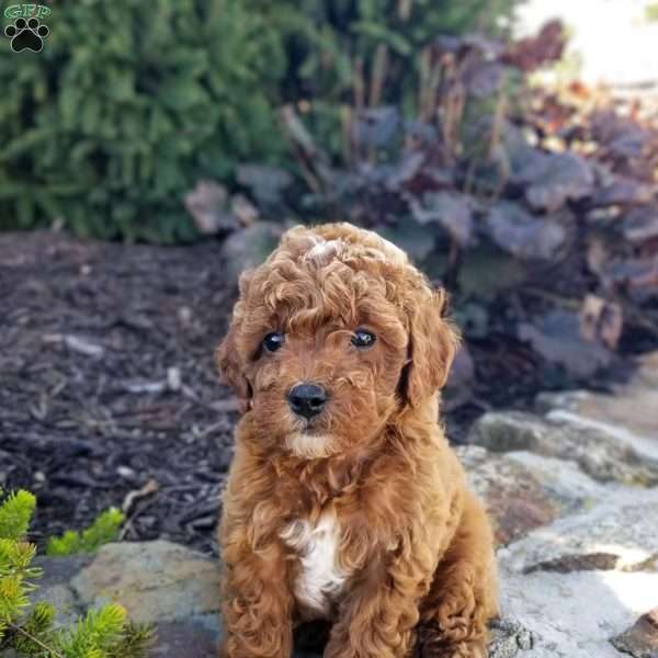 Spencer, Miniature Poodle Puppy