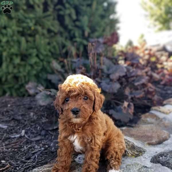 Sparkie, Miniature Poodle Puppy