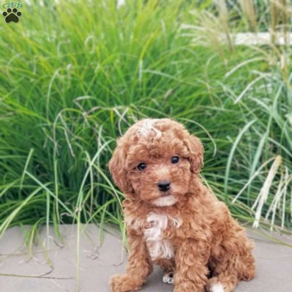 Blossom, Miniature Poodle Puppy