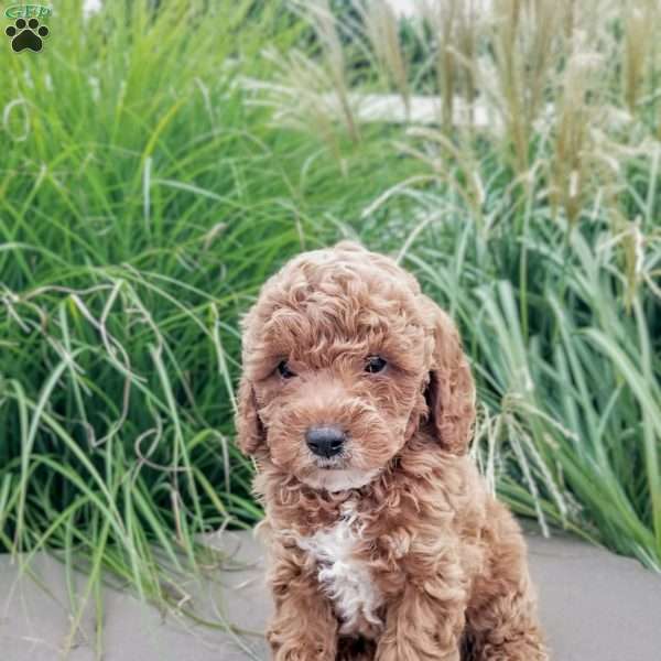 Blaze, Miniature Poodle Puppy