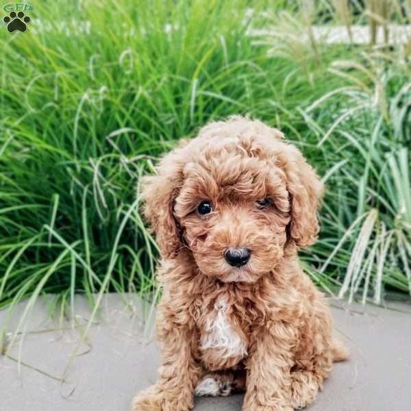 Baxter, Miniature Poodle Puppy