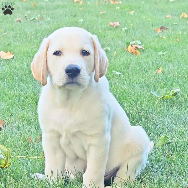 Warrior, Yellow Labrador Retriever Puppy