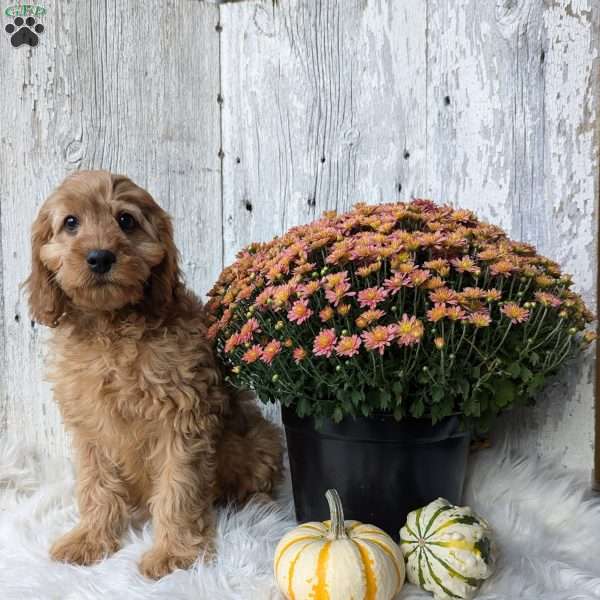 Hector, Cavapoo Puppy