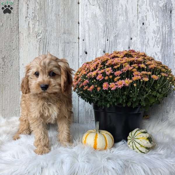 Howard, Cavapoo Puppy