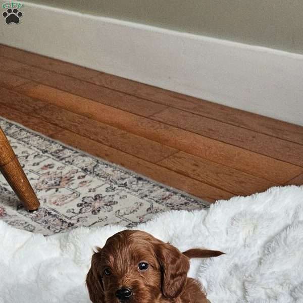 Rosie F1B, Cavapoo Puppy