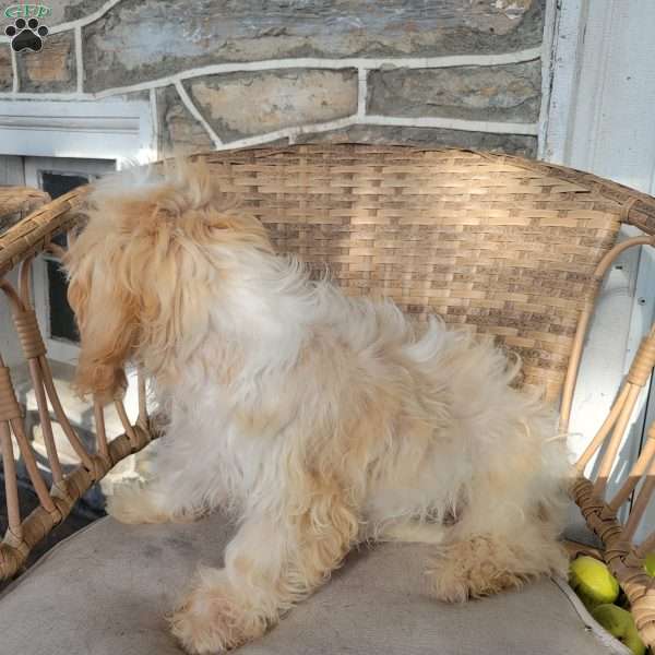 Milo, Cavachon Puppy