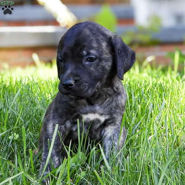 Diesel, English Mastiff Puppy