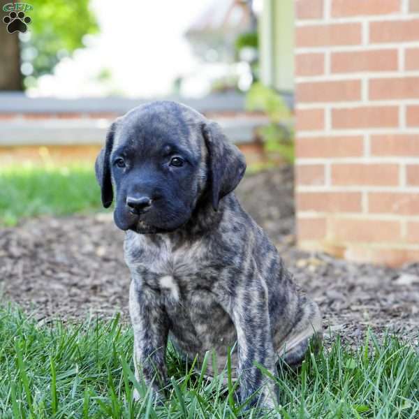 Tank, English Mastiff Puppy