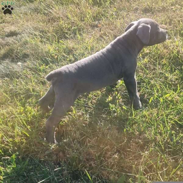 Simba, African Boerboel Puppy