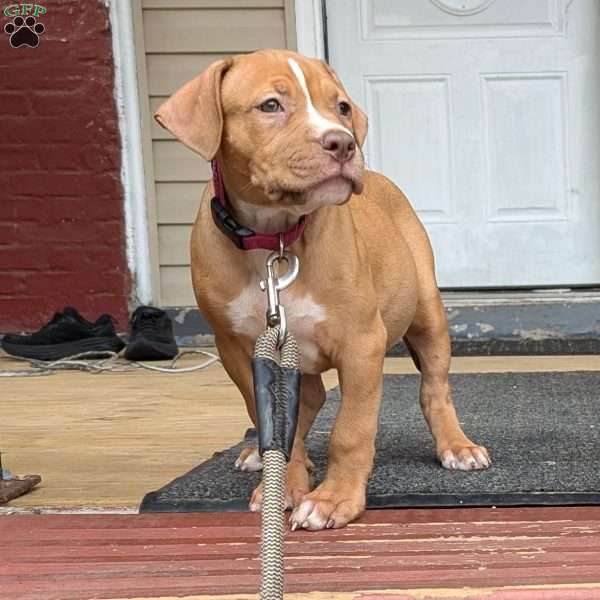 Rouge, American Bully Puppy