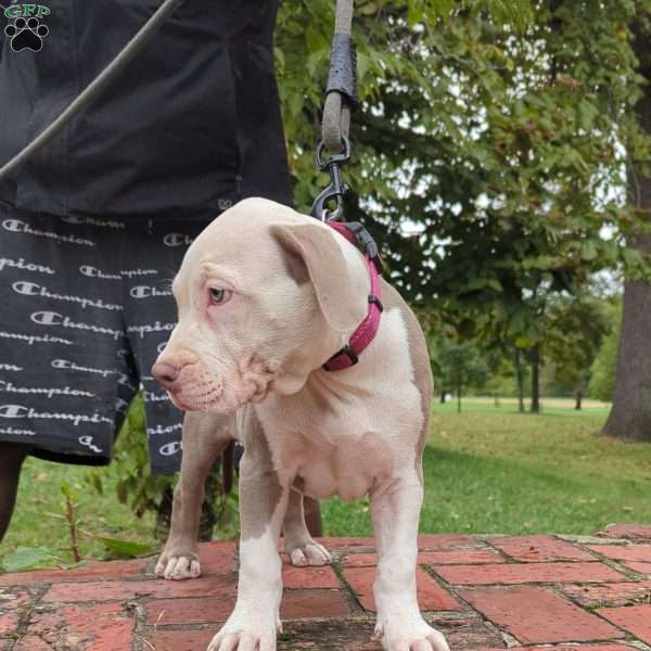 Queen Sheba, American Bully Puppy