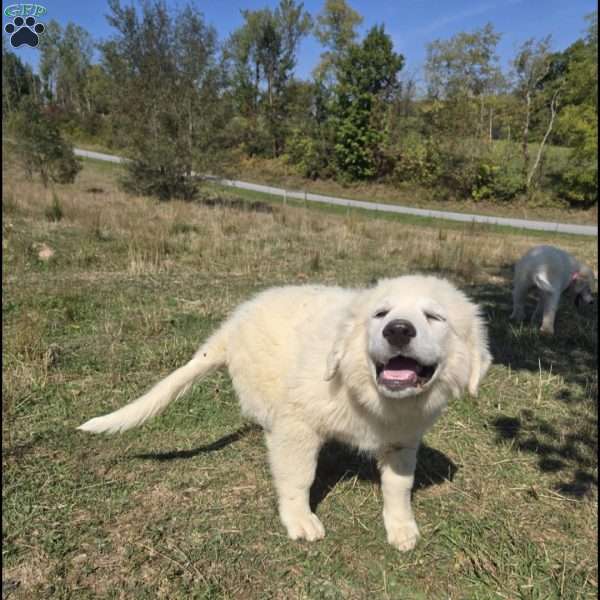 Maggie, Great Pyrenees Puppy