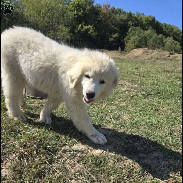 Poppy, Great Pyrenees Puppy