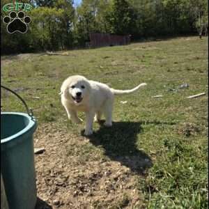 Rosie, Great Pyrenees Puppy