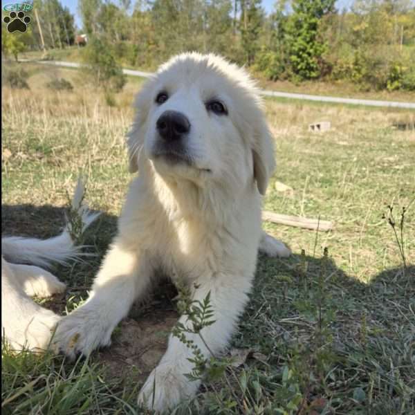 Rosie, Great Pyrenees Puppy