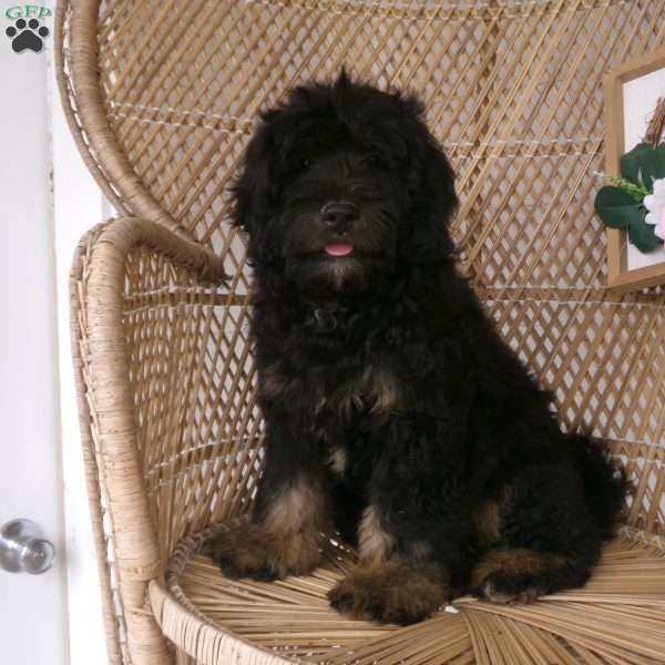 Simba, Mini Bernedoodle Puppy