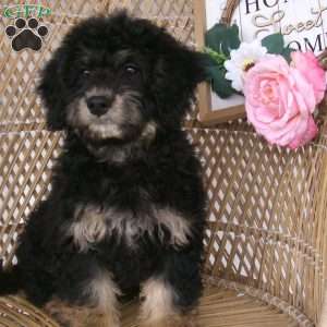 Ellie, Mini Bernedoodle Puppy