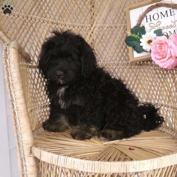 Cody, Mini Bernedoodle Puppy