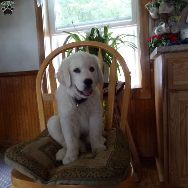 Sammie, English Cream Golden Retriever Puppy