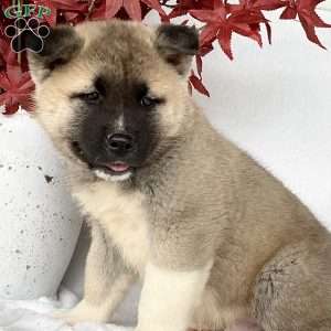 Caver, Akita Puppy