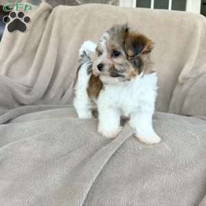 Tootsie, Morkie / Yorktese Puppy