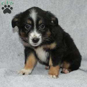 Becka, Miniature Australian Shepherd Puppy