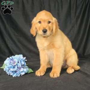 Bradley, Miniature Golden Retriever Puppy