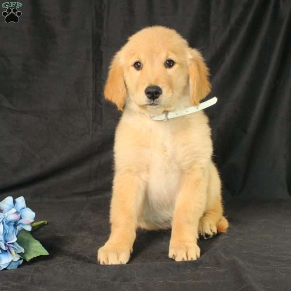 Bertha, Miniature Golden Retriever Puppy