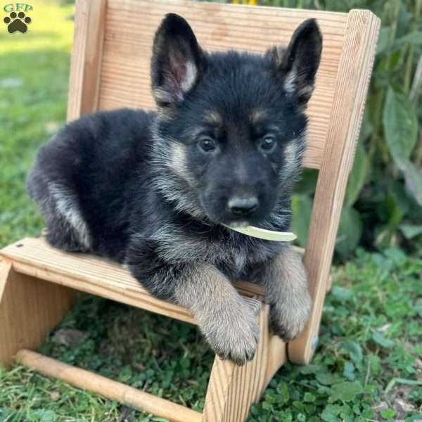 Garth, German Shepherd Puppy