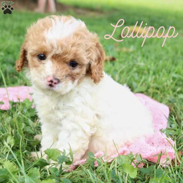 Lollipop, Cavapoo Puppy