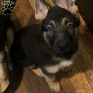 Purple, German Shepherd Puppy