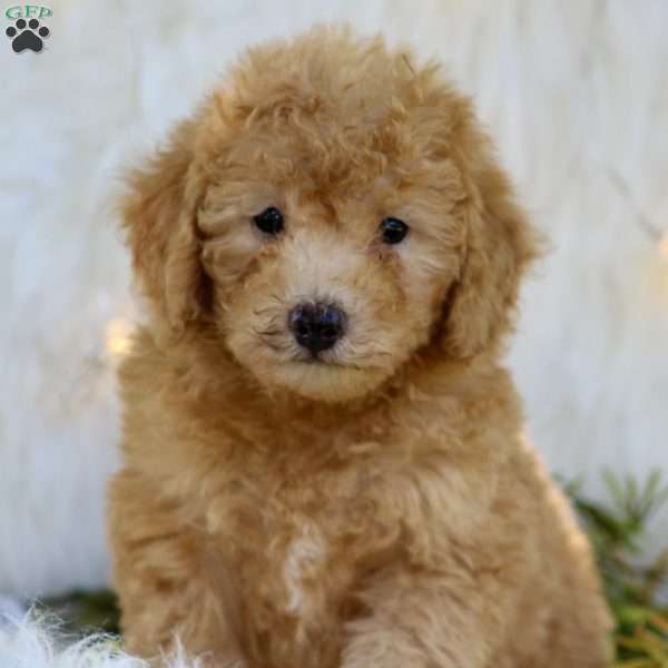 Ashley, Mini Goldendoodle Puppy