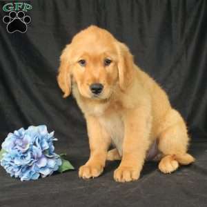 Bradley, Miniature Golden Retriever Puppy