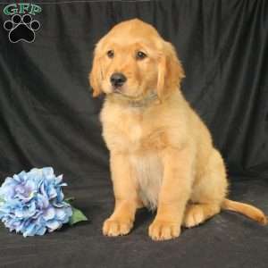 Bradley, Miniature Golden Retriever Puppy