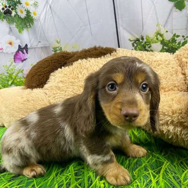 Rocky, Dachshund Puppy