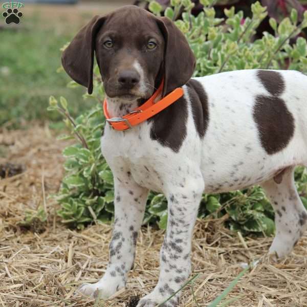 Martin, German Shorthaired Pointer Puppy