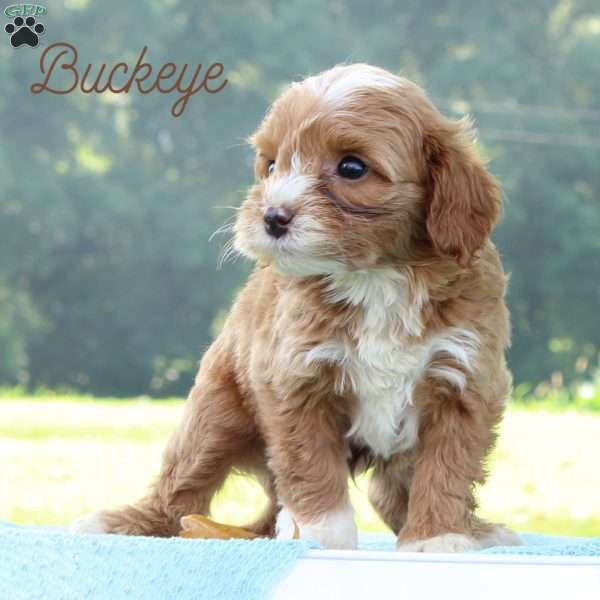 Buckeye, Cavapoo Puppy