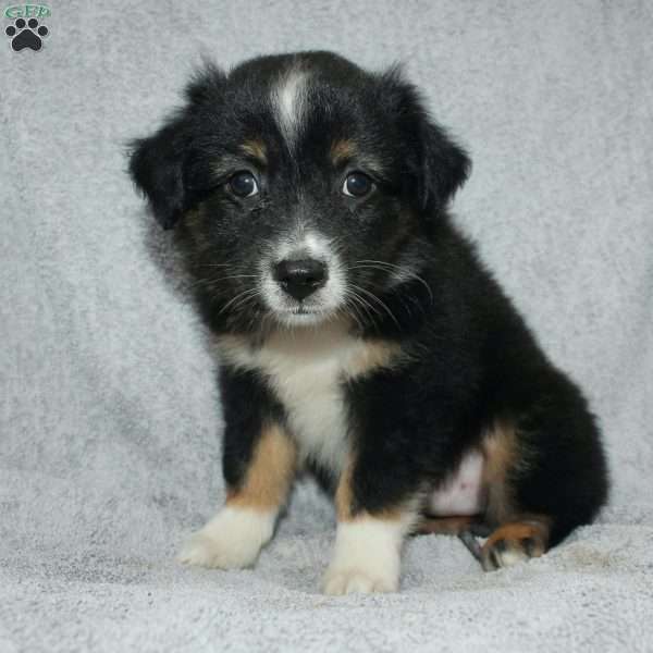 Bouncer, Miniature Australian Shepherd Puppy