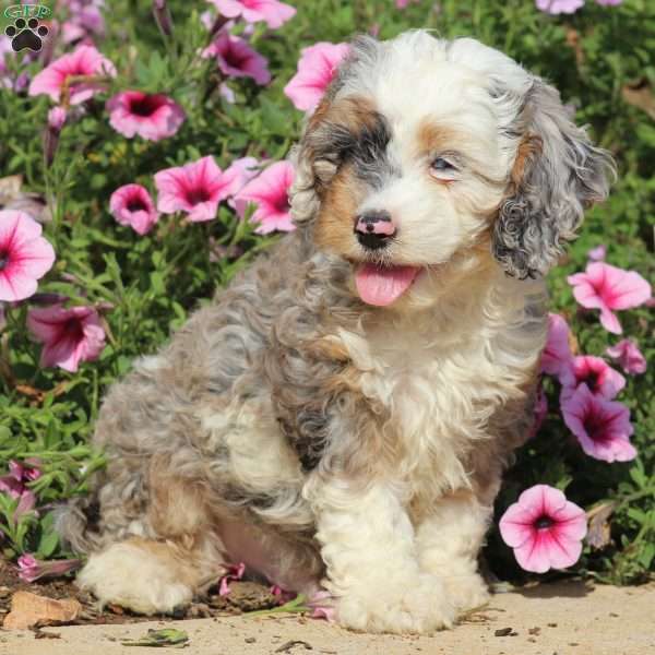 Walter, Cockapoo Puppy