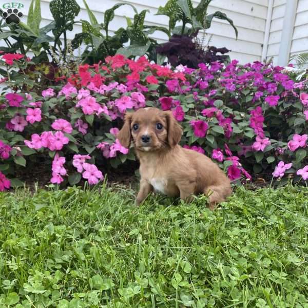 Kelsie, Cavalier King Charles Mix Puppy